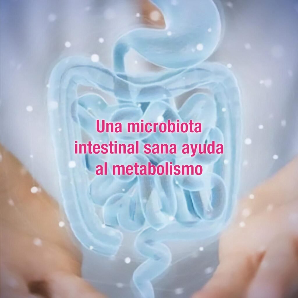 Una microbiota intestinal sana ayuda al metabolismo