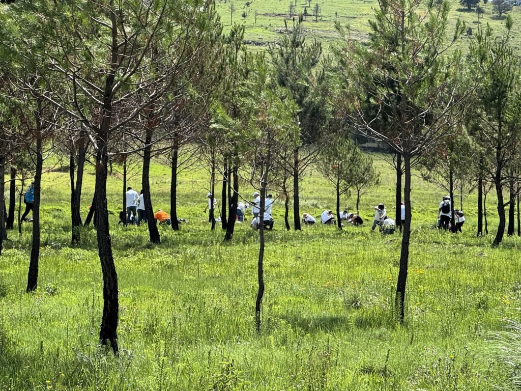 Jornadas de reforestación de más de 700 árboles para contribuir a la restauración de ecosistemas locales y conservación de la biodiversidad.